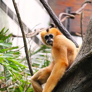 Wild Asia - JungleWorld - Northern White-cheeked Gibbon