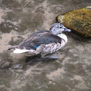 Wild Asia - JungleWorld - Asian Cotton Pygmy-Goose