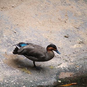 Wild Asia - JungleWorld - Philippine Duck