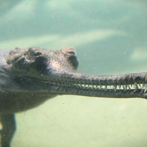 Wild Asia - JungleWorld - Gharial