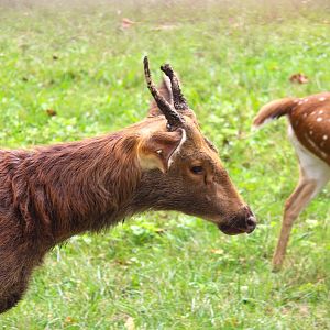 Wild Asia - Bengali Express Monorail - Barasingha