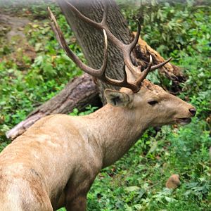 Wild Asia - Bengali Express Monorail - Bactrian Deer