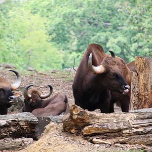 Wild Asia - Bengali Express Monorail - Gaur