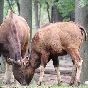 Wild Asia - Bengali Express Monorail - Young Gaur