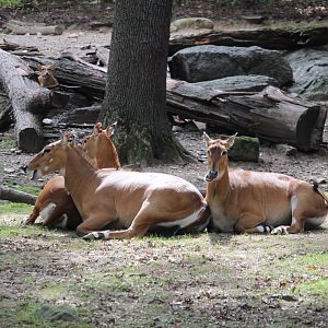Wild Asia - Bengali Express Monorail - Nilgai