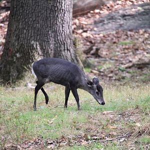 Wild Asia - Bengali Express Monorail - Tufted Deer