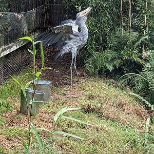 Shoebill