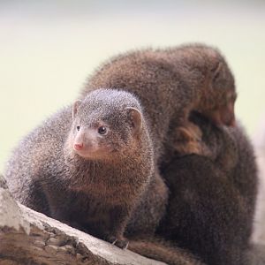 Africa - African Plains - Common Dwarf Mongooses