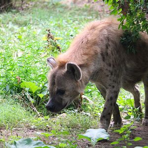 Africa - African Plains - Spotted Hyena