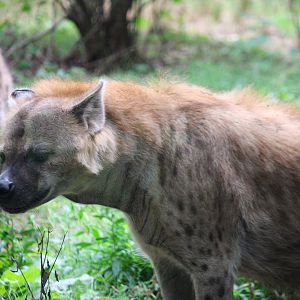Africa - African Plains - Spotted Hyena
