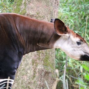 Africa - Congo Gorilla Forest - Okapi