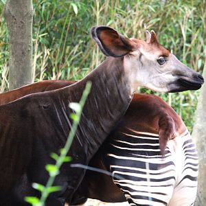 Africa - Congo Gorilla Forest - Okapis