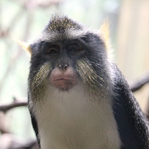 Africa - Congo Gorilla Forest - Congo Basin Wolf's Monkey