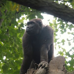 Africa - Congo Gorilla Forest - Western Lowland Gorilla