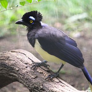 Pheasant Aviaries - Plush-crested Jay