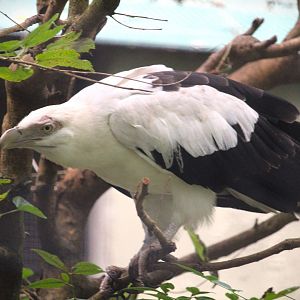 Pheasant Aviaries - Palm-nut Vulture