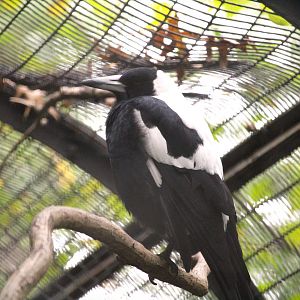 Pheasant Aviaries - Australian Magpie