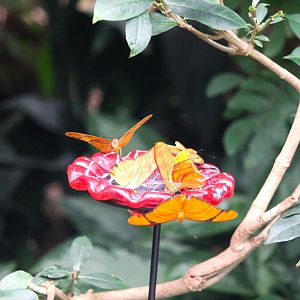 Butterfly Garden - Julia Butterflies