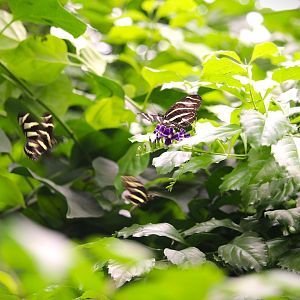 Butterfly Garden - Zebra Longwings