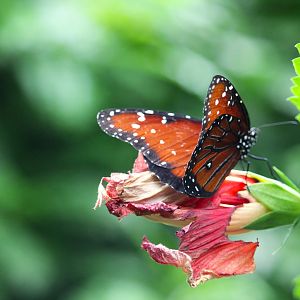 Butterfly Garden - Queen Butterfly