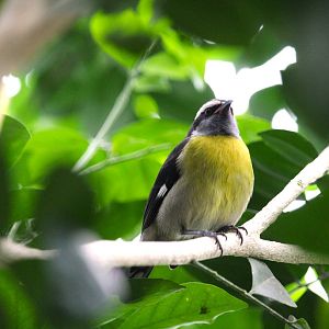 Butterfly Garden - Bananaquit