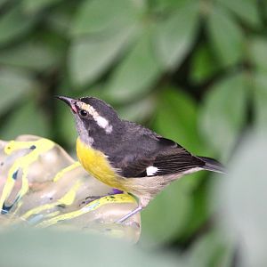 Butterfly Garden - Bananaquit
