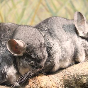 Mouse House - Long-tailed Chinchillas