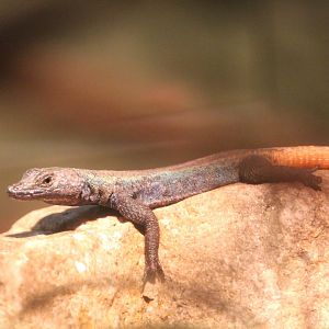 World of Reptiles - Common Flat Lizard