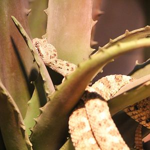 World of Reptiles - Mojave Desert Sidewinder