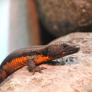 World of Reptiles - Mozambique Girdled Lizard