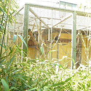 Capuchin monkey cage