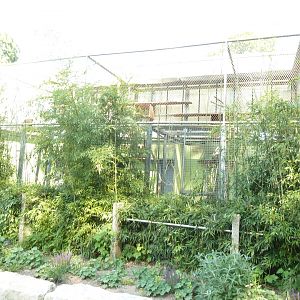 White-handed gibbon cage