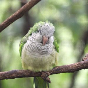 Children's Zoo - Homes - Monk Parakeet