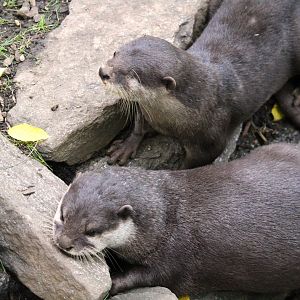 Children's Zoo - Homes - Asian Small-clawed Otters