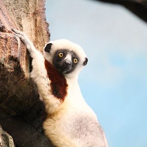 Madagascar! - Tsingy Cliffs - Coquerel's Sifaka