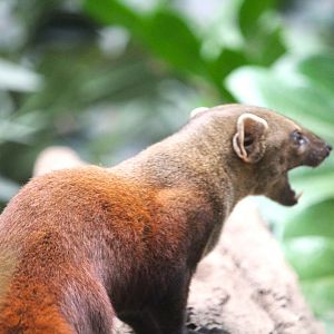Madagascar! - Spiny Forest - Ring-tailed Vontsira