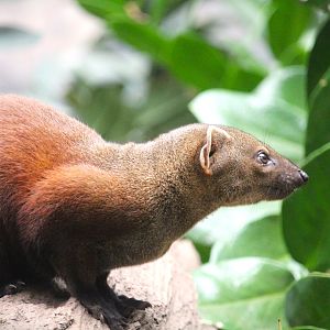 Madagascar! - Spiny Forest - Ring-tailed Vontsira