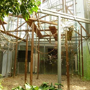 Tropenhaus - White-handed gibbon cage