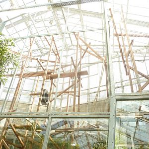 Tropenhaus - White-handed gibbon cage