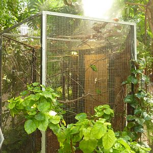 Tropenhaus - Red-flanked lorikeet aviary