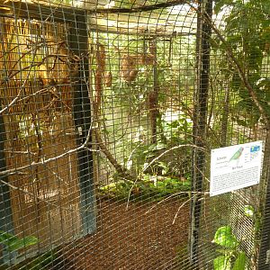 Tropenhaus - Red-flanked lorikeet aviary