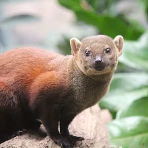 Madagascar! - Spiny Forest - Ring-tailed Vontsira