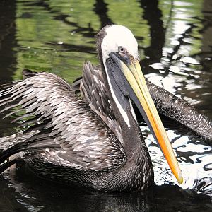 Birds of Prey - Peruvian Pelican