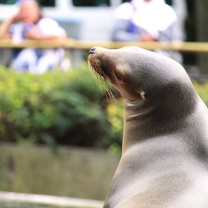 Astor Court - California Sea Lion