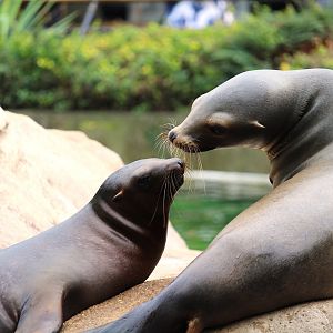 Astor Court - California Sea Lions