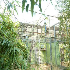 White-handed gibbon cage
