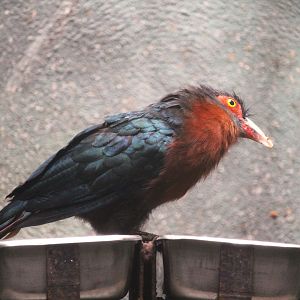 World of Birds - Chestnut-breasted Malkoha