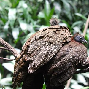 World of Birds - Great Argus Mother and Young