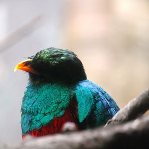 World of Birds - Golden-headed Quetzal