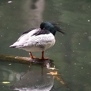 Northern Ponds - Scaly-sided Merganser